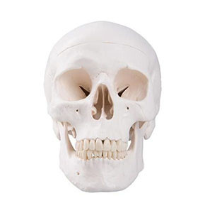 Model Skull