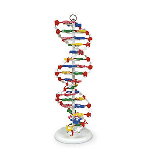 Model DNA