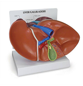 Model Liver