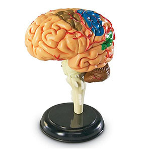 Model Brain