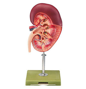 Model Kidney