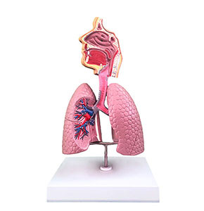 Model Respiratory