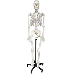 Human Skeleton 12”