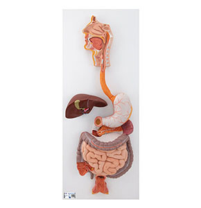 Model Digestive