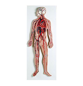 Model Circulatory